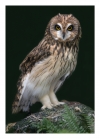 barn-owl-12