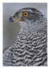 Goshawk