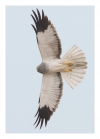 Hen harrier